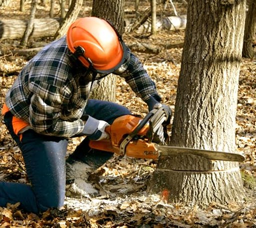 Tree Removal in Elizabeth, MN